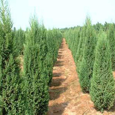 河南檜柏 規格齊全、價格優廉的大型苗木種植基地