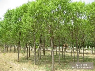 旱柳、絳柳、龍爪柳的生物特性與綜合養殖技術及種植咨詢指南